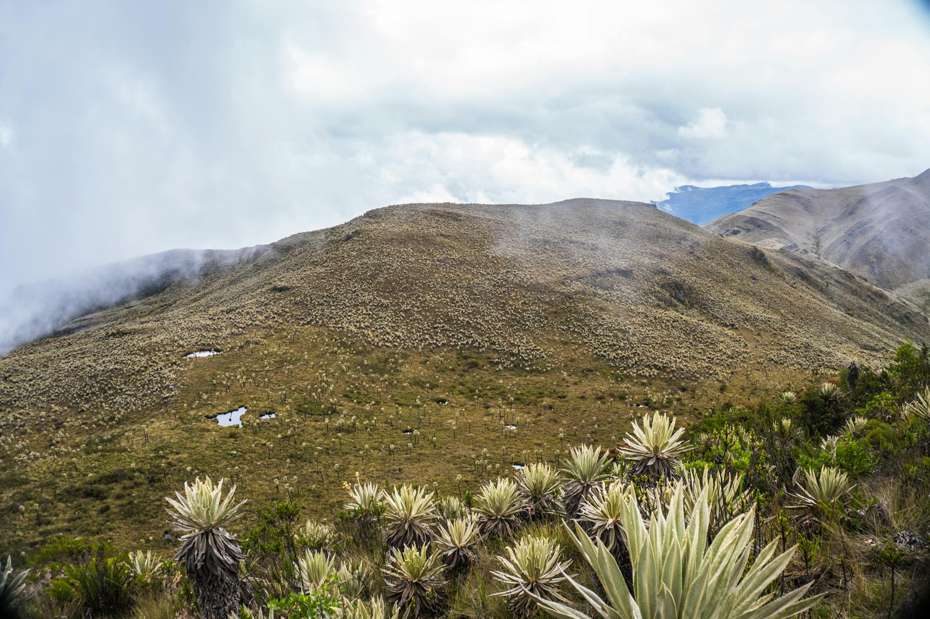 Mgliste wzgórza paramo Choachí porośnięte roślinami frailejón w Kolumbii